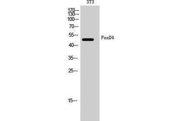 FOXD4 Antikörper  (Internal Region)