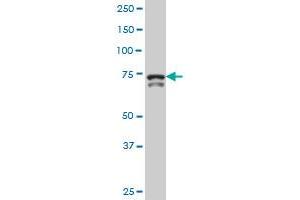 TBX3 polyclonal antibody (A01), Lot # ABNOVA0060223QCS1 Western Blot analysis of TBX3 expression in Hela S3 NE . (TBX3 Antikörper  (AA 311-410))