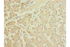 Immunohistochemistry of paraffin-embedded human liver tissue using ABIN7165639 at dilution of 1:100