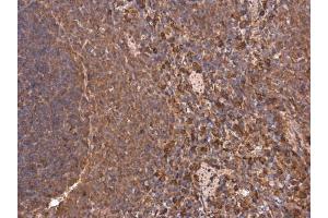 IHC-P Image Heme Oxygenase 1 antibody detects HMOX1 protein at cytoplasm in rat spleen by immunohistochemical analysis. (HMOX1 Antikörper)