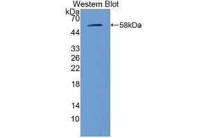 Western Blotting (WB) image for anti-Glucosidase, Beta, Acid (GBA) (AA 255-509) antibody (ABIN1858967)