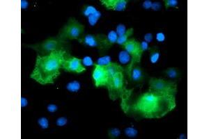 Immunofluorescence (IF) image for anti-Ret Finger Protein-Like 3 (RFPL3) antibody (ABIN1500675) (RFPL3 Antikörper)