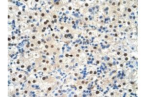 ZNF326 antibody was used for immunohistochemistry at a concentration of 4-8 ug/ml to stain Hepatocytes (arrows) in Human Liver. (ZNF326 Antikörper  (C-Term))