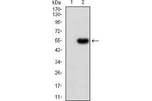 Western blot analysis using PRDM14 mAb against HEK293 (1) and PRDM14 (AA: 4-203)-hIgGFc transfected HEK293 (2) cell lysate. (PRDM14 Antikörper  (AA 4-203))