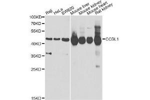 Western blot analysis of extracts of various cell lines, using CCBL1 Antibody. (CCBL1 Antikörper  (AA 1-270))