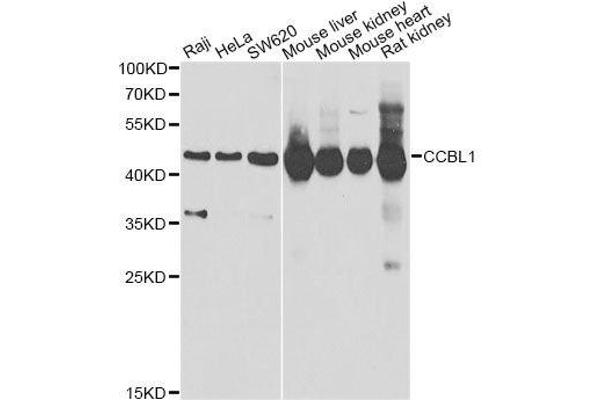 CCBL1 Antikörper  (AA 1-270)