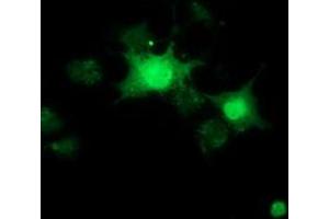 Anti-RBBP9 mouse monoclonal antibody (ABIN2453593) immunofluorescent staining of COS7 cells transiently transfected by pCMV6-ENTRY RBBP9 (RC202090). (RBBP9 Antikörper)