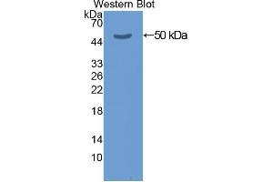 Western Blotting (WB) image for anti-Keratin 20 (KRT20) (AA 2-431) antibody (ABIN1078249) (KRT20 Antikörper  (AA 2-431))