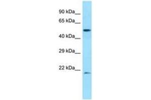 Image no. 1 for anti-Dipeptidase 2 (DPEP2) (AA 401-450) antibody (ABIN6748390)