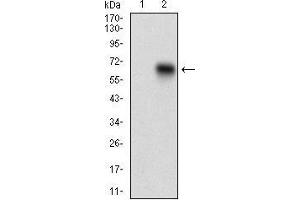 Western blot analysis using CD68 mAb against HEK293 (1) and CD68 (AA: 42-155)-hIgGFc transfected HEK293 (2) cell lysate. (CD68 Antikörper  (AA 42-155))