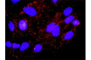 Proximity Ligation Analysis of protein-protein interactions between AKT1 and CDKN1A. (AKT1 Antikörper  (AA 1-480))