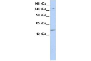 WB Suggested Anti-PRDM15 Antibody Titration:  0. (PRDM15 Antikörper  (Middle Region))