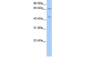 WB Suggested Anti-ZPLD1 Antibody Titration: 0. (ZPLD1 Antikörper  (C-Term))