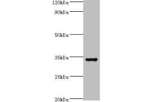 Western blot All lanes: Baculoviral IAP repeat-containing protein 7 antibody at 6 μg/mL + Hela whole cell lysate Secondary Goat polyclonal to rabbit IgG at 1/10000 dilution Predicted band size: 33, 31 kDa Observed band size: 33 kDa (BIRC7 Antikörper  (AA 1-265))