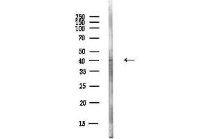 anti-Lectin, Mannose-Binding 2 (LMAN2) antibody