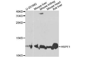 Western blot analysis of extracts of various cell lines, using HSPE1 antibody. (HSPE1 Antikörper  (AA 1-102))