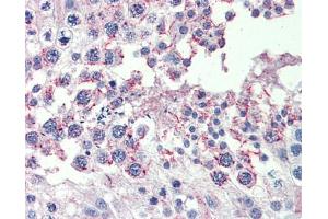 Anti-CPXCR1 antibody IHC staining of human testis.