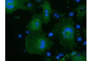 Immunofluorescence (IF) image for anti-MOB Kinase Activator 3B (MOB3B) antibody (ABIN1499537) (MOBKL2B Antikörper)