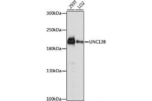 Western blot analysis of extracts of various cell lines using UNC13B Polyclonal Antibody at dilution of 1:1000. (UNC13B Antikörper)