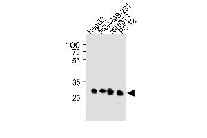 Lane 1: HepG2 Cell lysates, Lane 2: MDA-MB-231 Cell lysates, Lane 3: NIH/3T3 Cell lysates, Lane 4: PC-12 Cell lysates, probed with BCL2L1 (804CT19. (BCL2L1 Antikörper)