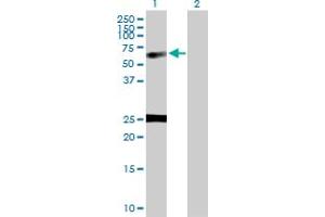 Western Blot analysis of NUCB1 expression in transfected 293T cell line by NUCB1 MaxPab polyclonal antibody. (Nucleobindin 1 Antikörper  (AA 1-461))