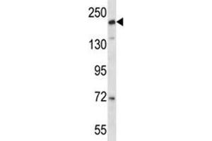 CD163L1 antibody western blot analysis in NCI-H292 lysate