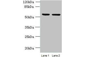 Western blot All lanes: UFSP2 antibody at 4 μg/mL Lane 1: HepG2 whole cell lysate Lane 2: NIH/3T3 whole cell lysate Secondary Goat polyclonal to rabbit IgG at 1/10000 dilution Predicted band size: 54 kDa Observed band size: 54 kDa (UFSP2 Antikörper  (AA 63-343))