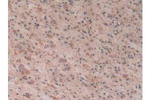 Figure. (Cytochrome C Antikörper  (AA 5-100))