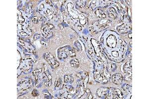 IHC analysis of PTRF/CAVIN1 using anti-PTRF/CAVIN1 antibody (ABIN7601817).