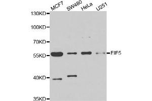 Western blot analysis of extracts of various cell lines, using EIF5 antibody (ABIN5973954) at 1/1000 dilution. (EIF5 Antikörper)