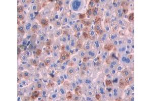 IHC-P analysis of Mouse Tissue, with DAB staining. (IL-25 Antikörper  (AA 32-148))