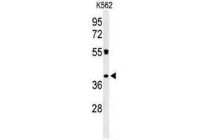 Western blot analysis of CLM1 Antibody (N-term) in K562 cell line lysates (35µg/lane). (IREM1 Antikörper  (N-Term))
