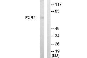Western Blotting (WB) image for anti-Fragile X Mental Retardation, Autosomal Homolog 2 (FXR2) (C-Term) antibody (ABIN1849412) (FXR2 Antikörper  (C-Term))