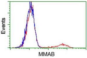 HEK293T cells transfected with either RC204290 overexpress plasmid (Red) or empty vector control plasmid (Blue) were immunostained by anti-MMAB antibody (ABIN2454045), and then analyzed by flow cytometry. (MMAB Antikörper)