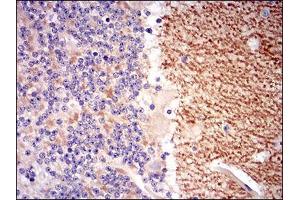 Immunohistochemical analysis of paraffin-embedded cerebellum tissues using GABBR2 mouse mAb with DAB staining. (GABBR2 Antikörper  (AA 319-483))