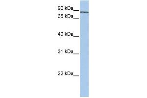 WB Suggested Anti-SF3A1 Antibody Titration:  0. (SF3A1 Antikörper  (N-Term))