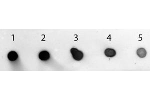 Dot Blot of Goat anti-Rabbit IgG (Min X Human Serum Proteins) Antibody Alkaline Phosphatase Conjugated. (Ziege anti-Kaninchen IgG (Heavy & Light Chain) Antikörper (Alkaline Phosphatase (AP)) - Preadsorbed)