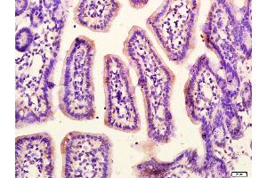 Paraformaldehyde-fixed, paraffin embedded Mouse small intestine, Antigen retrieval by boiling in sodium citrate buffer (pH6. (G Protein alpha S (AA 901-1037) Antikörper)