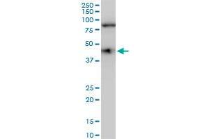 COPS3 polyclonal antibody (A01), Lot # 060113JC01.