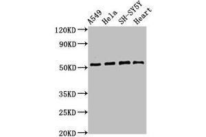 Western Blot Positive WB detected in: A549 whole cell lysate, Hela whole cell lysate, SH-SY5Y whole cell lysate, Mouse heart tissue All lanes: ATG4D antibody at 2. (ATG4D Antikörper  (AA 14-43))