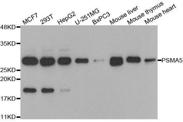 PSMA5 Antikörper  (AA 1-241)