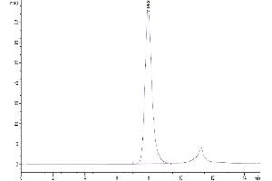 Size-exclusion chromatography-High Pressure Liquid Chromatography (SEC-HPLC) image for Fc Fragment of IgG, Low Affinity IIa, Receptor (CD32) (FCGR2A) (AA 36-218) protein (His-Avi Tag,Biotin) (ABIN7274284)