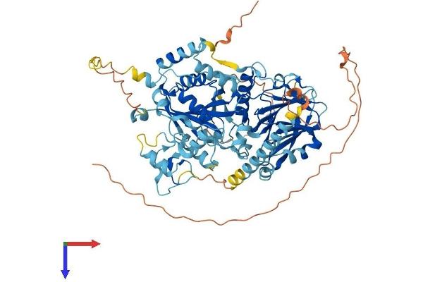 C4orf14 Protein (AA 1-698) (His tag)