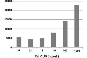 Human THP-1 cells were allowed to migrate to rat Ccl5 at (0, 0. (CCL5 Protein)