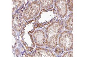 ABIN6269167 at 1/100 staining human Kidney tissue sections by IHC-P. (PKC alpha Antikörper  (C-Term))