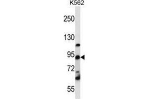 UBTF Antibody (C-term) western blot analysis in K562 cell line lysates (35 µg/lane). (UBTF Antikörper  (C-Term))