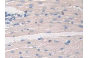 DAB staining on IHC-P; Samples: Mouse Heart Tissue (PTGES2 Antikörper  (AA 144-384))