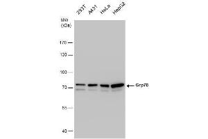 WB Image Grp78 antibody detects Grp78 protein by western blot analysis. (GRP78 Antikörper  (Internal Region))