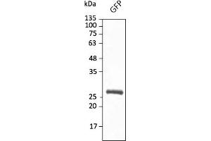 Western Blotting (WB) image for anti-Green Fluorescent Protein (GFP) antibody (DyLight 633) (ABIN7273062) (GFP Antikörper  (DyLight 633))