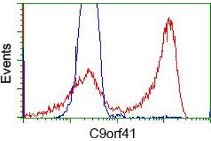 HEK293T cells transfected with either RC205116 overexpress plasmid (Red) or empty vector control plasmid (Blue) were immunostained by anti-C9orf41 antibody (ABIN2452872), and then analyzed by flow cytometry. (C9orf41 Antikörper)